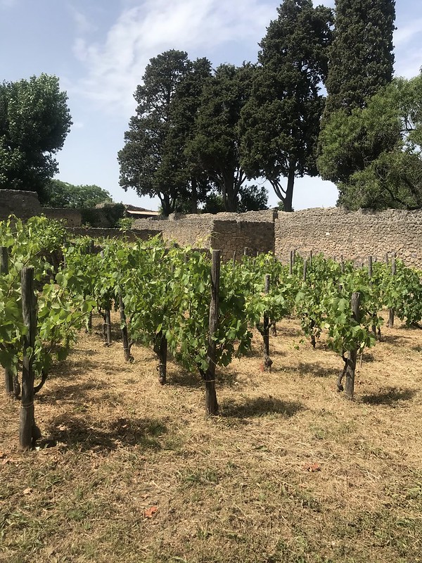 Vigneto a Pompei scavi