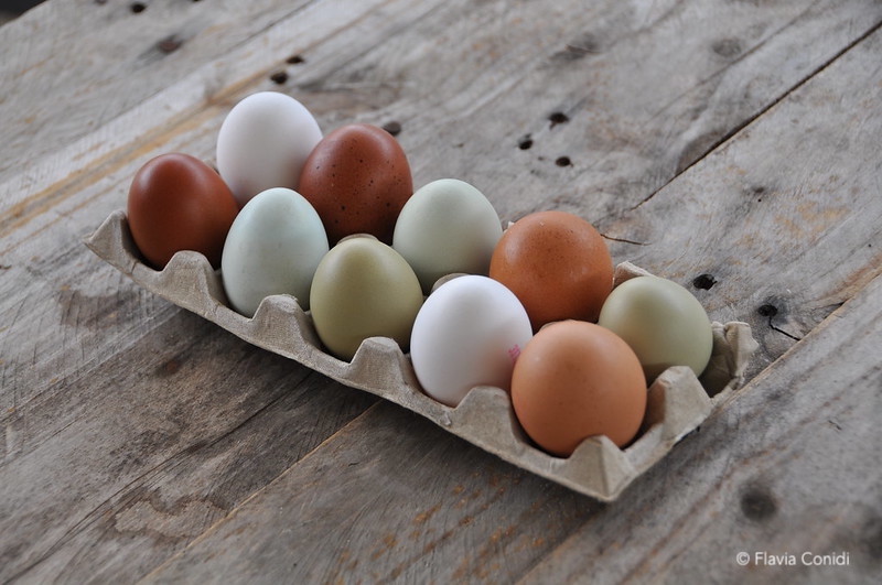 Colore guscio uova: uova colorate