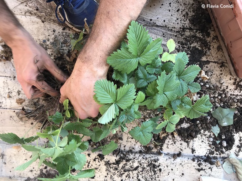 coltivare fragole sul balcone di casa