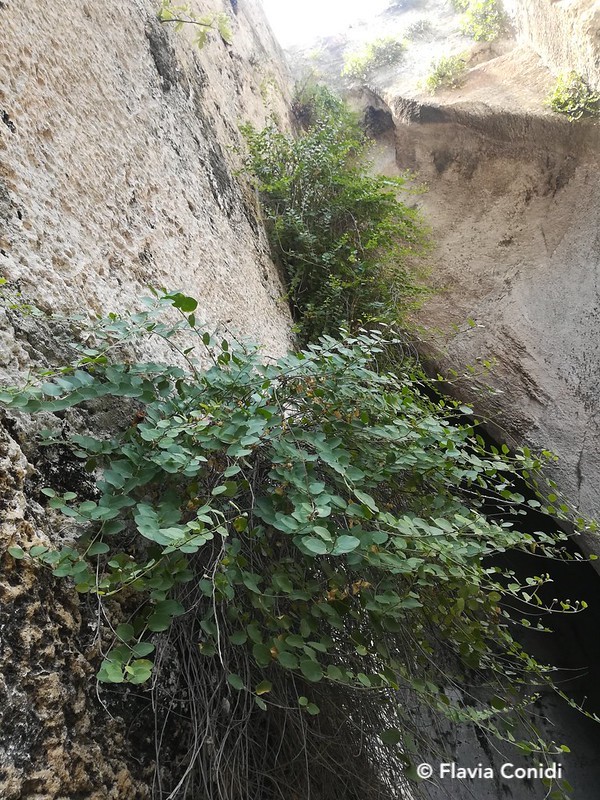 pianta del cappero